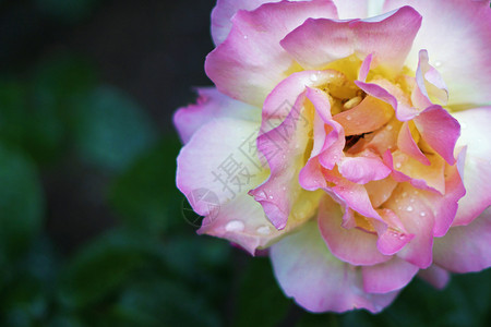 花瓣浪漫的柔软美丽白色和粉红玫瑰有复制空间图片