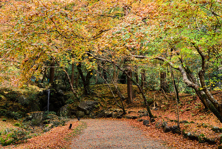 水日本京都大地寺庙秋色花岗园和小瀑布风景季节图片