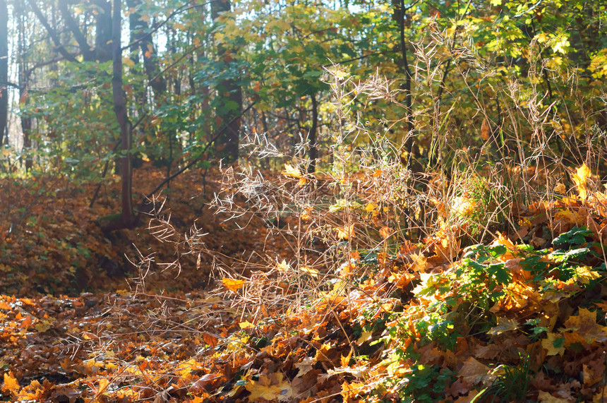 景观在森林中的蜘蛛网太阳通过秋天光日林木太阳通过秋日林木艺术公园图片