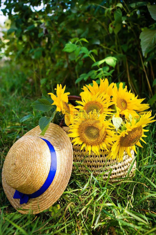 幸福帽子一束向日葵花放在绿草上一个袋里紧贴的帽子一束向日葵花在绿草上一个袋里植物群自然图片