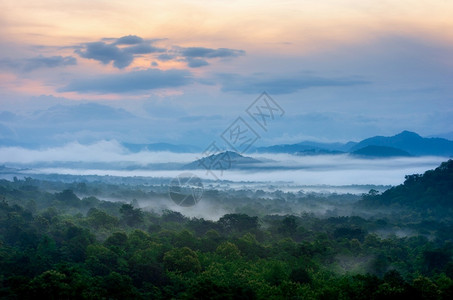 在森林中看到美丽的雾森林里有绿色的青山雾天线风景公园图片