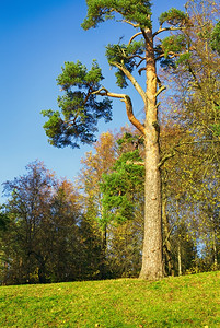 蓝色的公园阳光明媚秋天森林中大松树图片