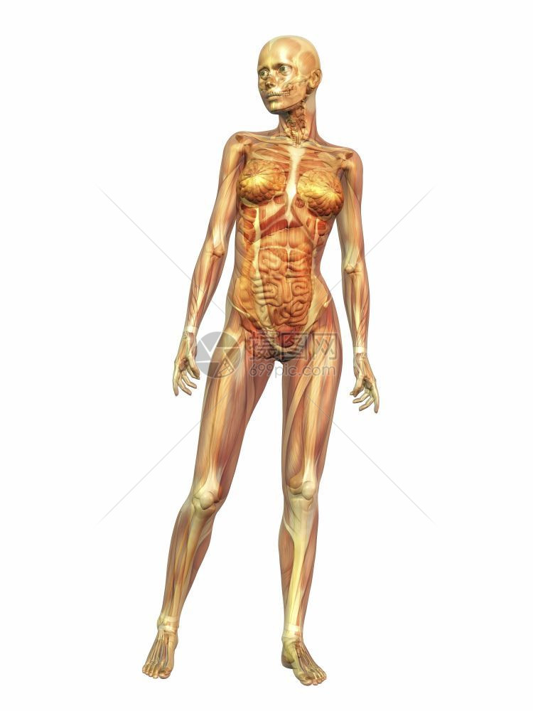 使成为痛医疗的人类解剖数字化可视图片