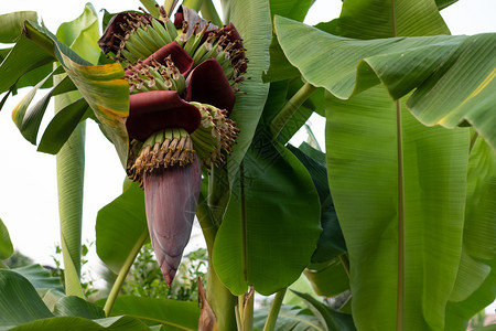 植物群水果在花园的香蕉树上关闭新鲜的香蕉花叶子图片