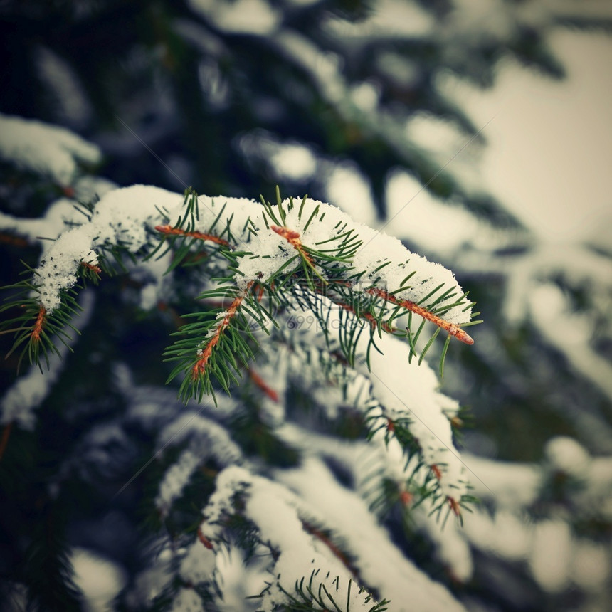 美丽冬季和圣诞节时间的树概念冬季和圣诞节时间的概念雪松树图片