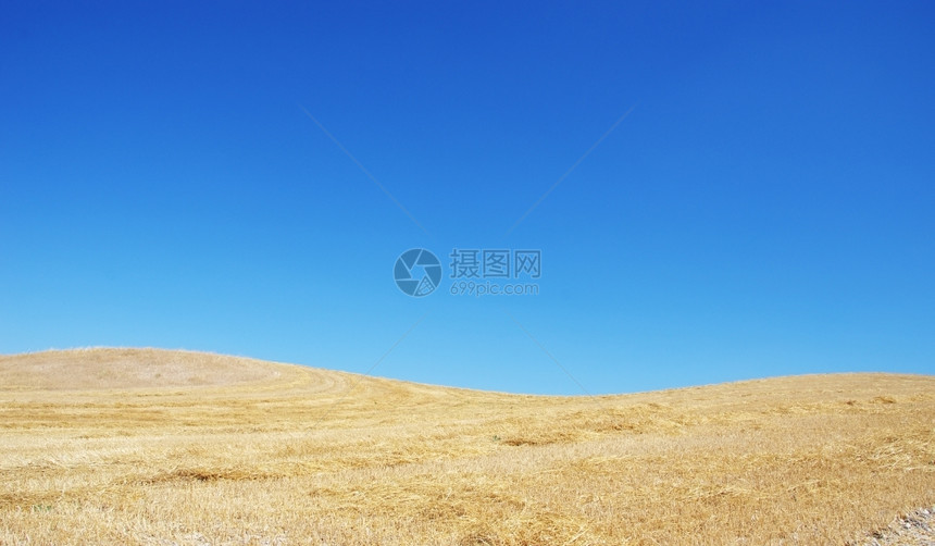 带刺的蓝色草田和天空景观面包图片
