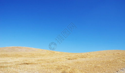 带刺的蓝色草田和天空景观面包图片