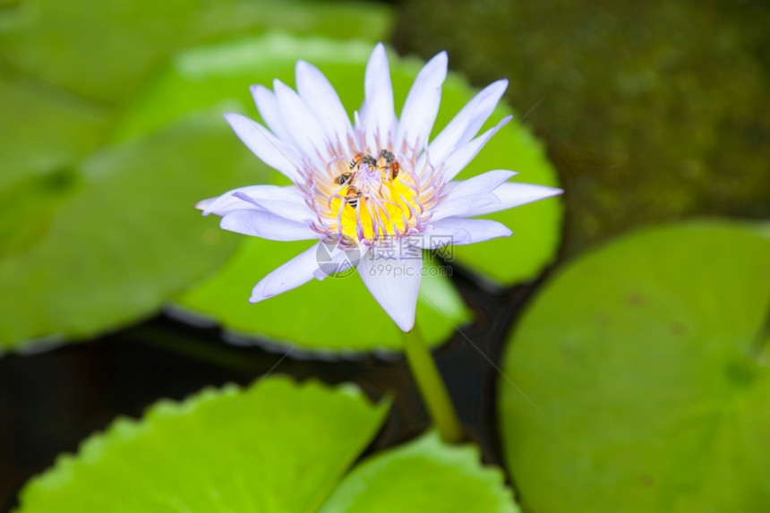 白色莲花图片