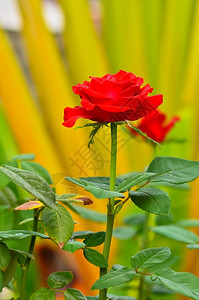夏令抽象的红玫瑰在分行户外图片