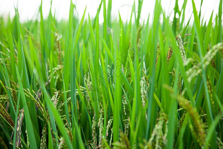 食物自然收成稻田和种植在绿色野中的稻米农作物图片