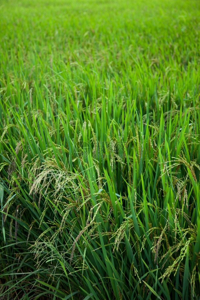 庄稼秋天生的稻田和种植在绿色野中的稻米农作物图片