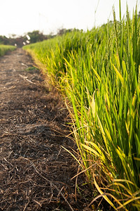 草场地自然稻田和种植在绿色野中的稻米农作物图片