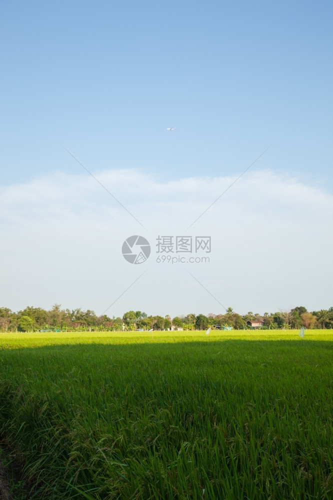稻田和种植在绿色野中的稻米农作物亚洲种植园草图片