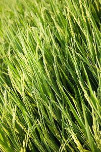 乡村的亚洲培育稻田和种植在绿色野中的稻米农作物图片