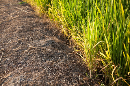 稻田和种植在绿色野中的稻米农作物季节粮食树图片
