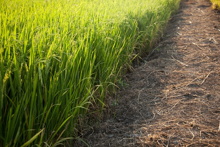 稻田和种植在绿色野中的稻米农作物生的草白饭图片