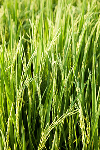 夏天金子收成稻田和种植在绿色野中的稻米农作物图片