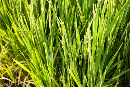 自然稻田和种植在绿色野中的稻米农作物田草图片