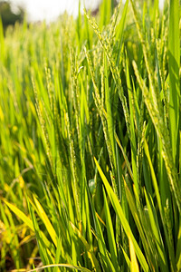 稻田和种植在绿色野中的稻米农作物场植种子图片