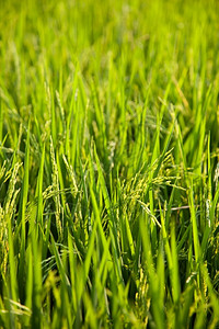 秋天季节稻田和种植在绿色野中的稻米农作物植群图片