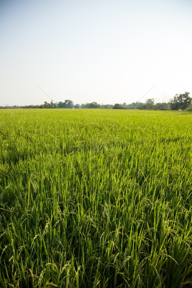 场地稻田和种植在绿色野中的稻米农作物草字段图片