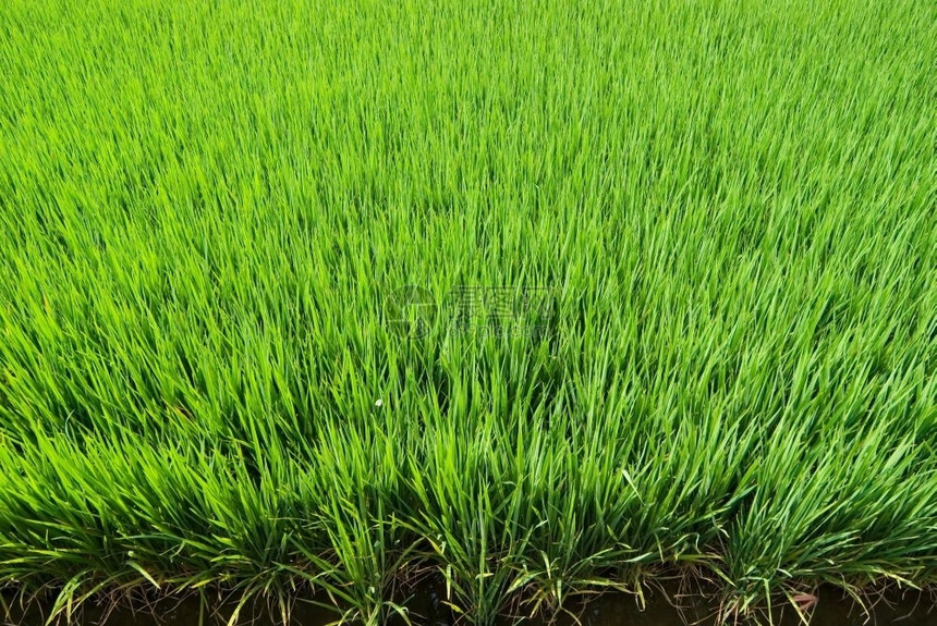 绿色生长景观田亚洲稻图片