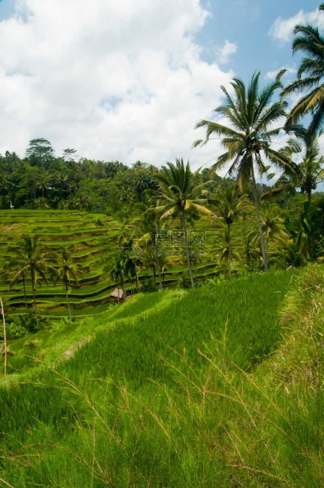 庄稼印度尼西亚巴厘乌布德附近的绿稻梯田爬坡道气候图片