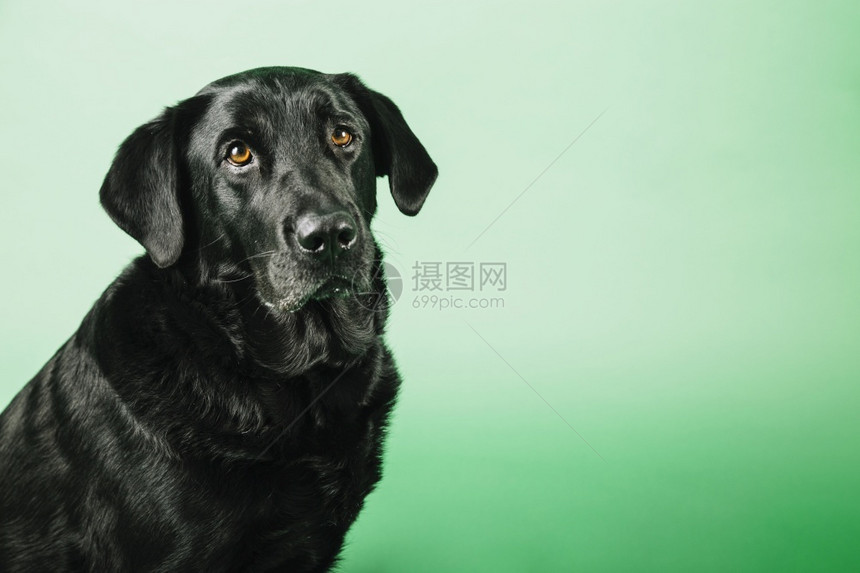 哺乳动物欢乐狗绿背景自然感人的图片