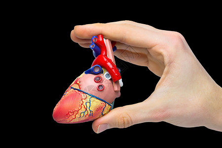 手握模拟人类心脏的手指被黑色背景隔绝教育静脉黑色的图片