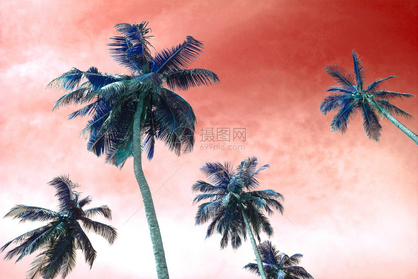 棕榈剪影温暖的活珊瑚天空热带旅行背景的概念棕榈剪影温暖的活珊瑚天空热带旅游白色的手掌图片