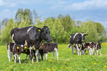 大量小牛在欧伯南草原上喝母牛的奶农村蒲公英自然图片