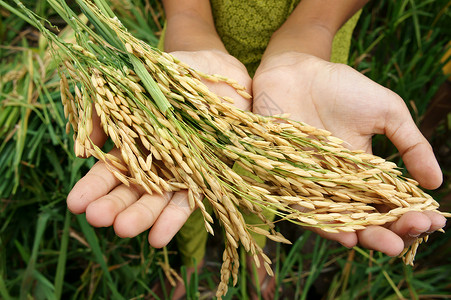 越南户外世界粮食安全球问题非洲饥荒儿童需要帮助穷人食物才能生活亚洲稻田上孩子手与谷草一起打小手外部背景图片