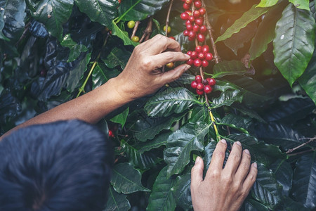 植物处理种红莓树绿色生态有机农场的新鲜种子咖啡树增长近手收割红熟咖啡籽丰盛的阿拉伯果冻汁养殖咖啡庄园切开手收获红熟咖啡种子人们图片