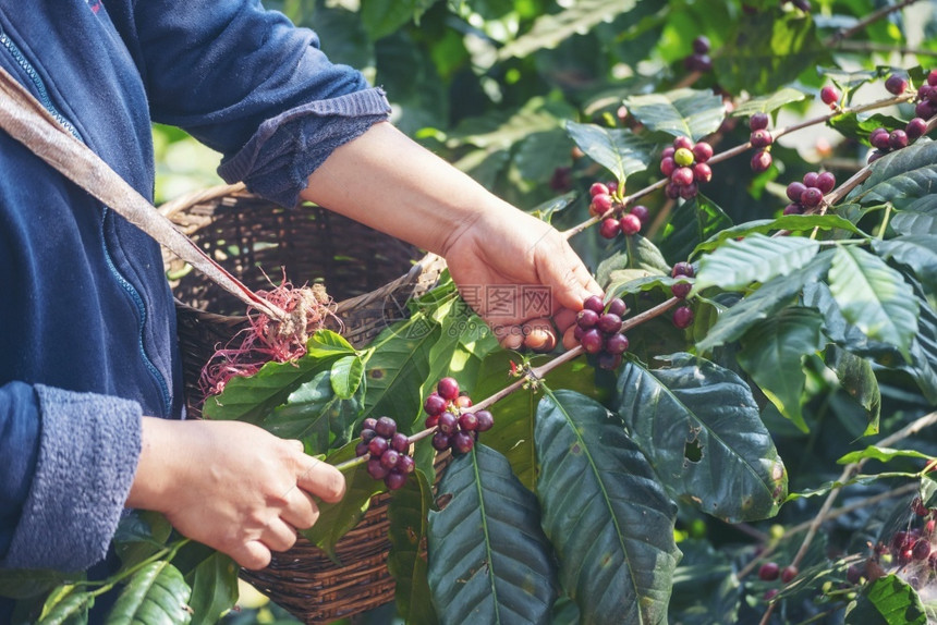 培育有机的植物种红莓树绿色生态有机农场的新鲜种子咖啡树增长近手收割红熟咖啡籽丰盛的阿拉伯果冻汁养殖咖啡庄园切开手收获红熟咖啡种子图片