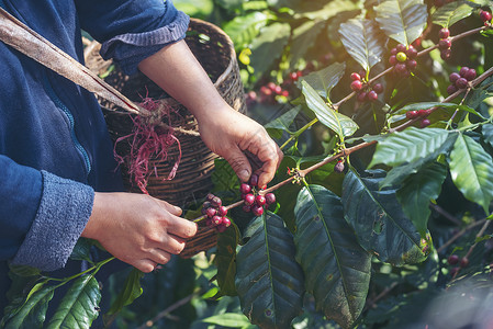 收集采摘种植红莓树绿色生态有机农场的新鲜种子咖啡树增长近手收割红熟咖啡籽丰盛的阿拉伯果冻汁养殖咖啡庄园切开手收获红熟咖啡种子哥伦背景图片