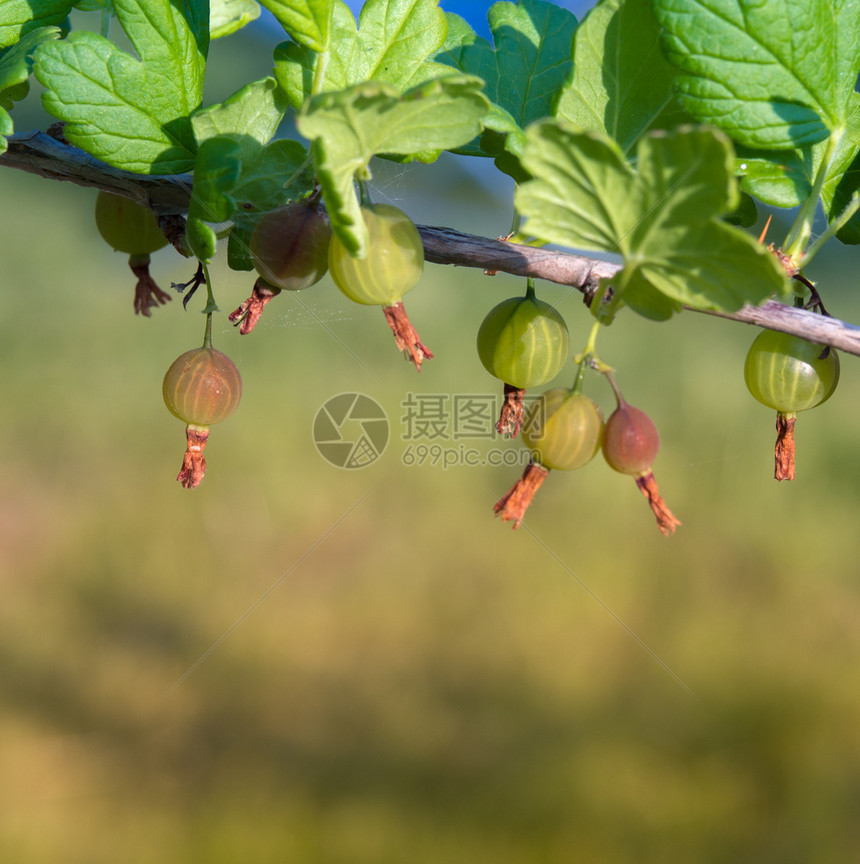 成熟水果布希阳光明媚的夏日花园里有绿鹅莓果在阳光模糊的自然背景下布希阳光明媚的夏天花园里酸图片