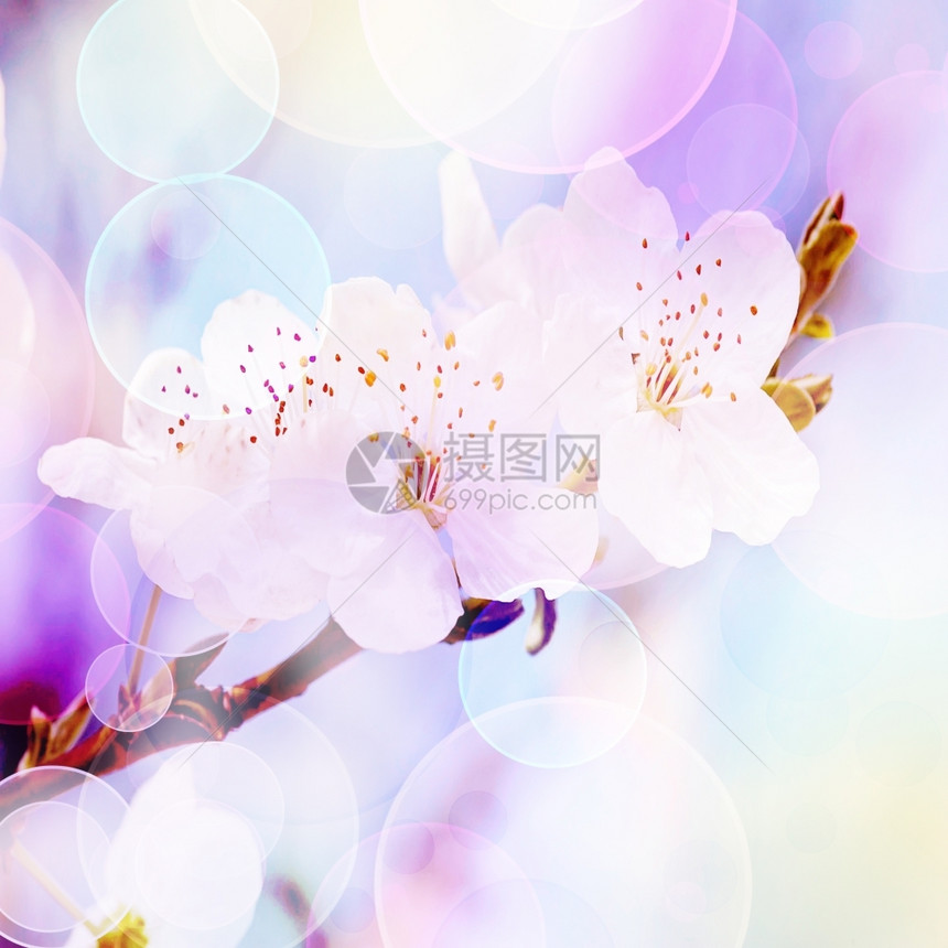 盛开春季背景温柔模糊的颜色和bokeh浪漫的花图片
