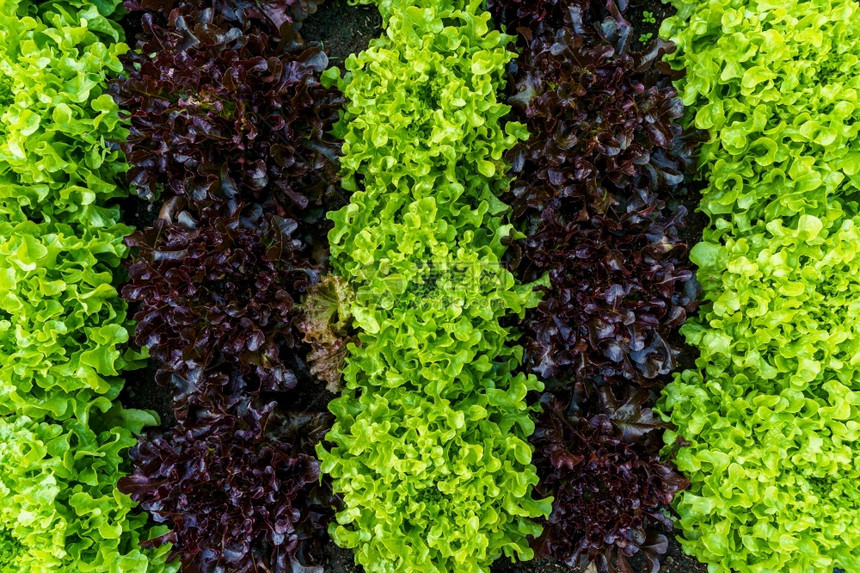 莴苣种植土壤时的美丽有机绿色和红橡树生菜或沙拉蔬园促进农业耕作种植新鲜一顿饭图片