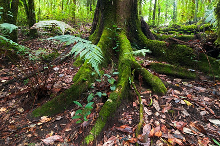 泰国巨树和在热带雨林中生长的于深苔热带雨林旅行自然图片
