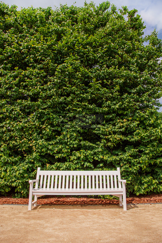 平静的孤独白色木制公园长椅绿叶背景公园观孤独的白色木制公园长椅绿叶背景复制木头图片
