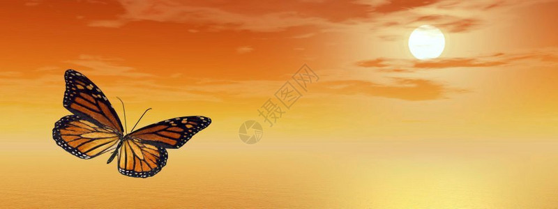 美丽的君主蝴蝶由橙色日落的美王蝴蝶在海洋上飞翔景观行乡村的图片