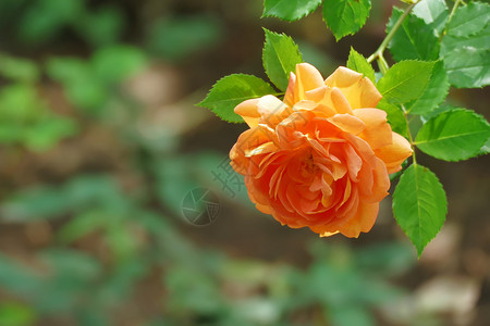 自然普罗旺斯香气美丽的橙色玫瑰有复制空间玫瑰图片