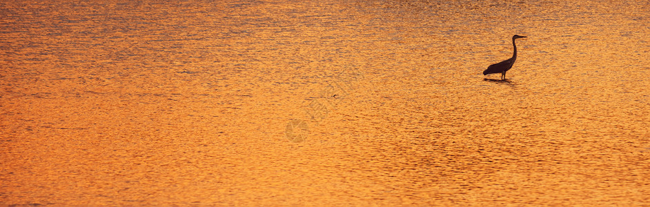 常设喙太阳落山时环观全景在大湖中孤单的埃格雷特乡村的图片