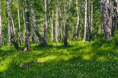 场景天在阳光明媚的夏日以绿草林为生伯奇森与白树干荒野图片