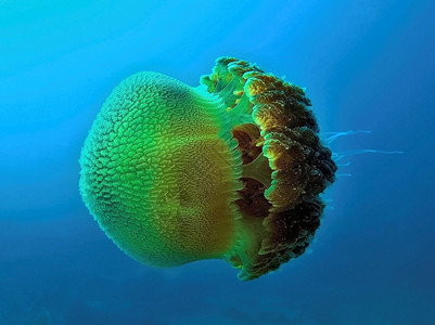 刺深蓝海中的魔法果冻鱼礁深的图片