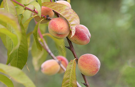 夏园桃树枝上生长的甜桃果实成熟生长在树枝上颜色夏天新鲜的图片