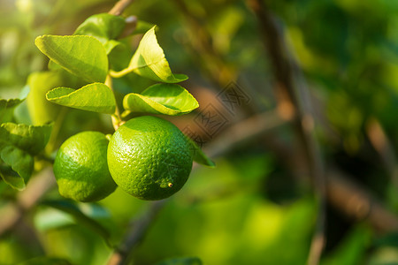 户外酸橙热带近距离的绿色柠檬生长在树上花园柑橘里图片