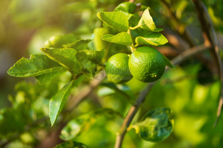 近距离的绿色柠檬生长在树上花园柑橘里橙天分支图片