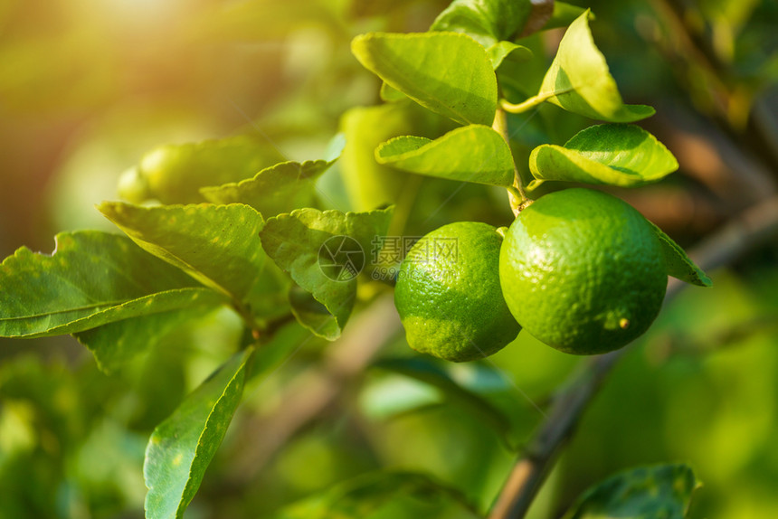 果汁户外食物近距离的绿色柠檬生长在树上花园柑橘里图片