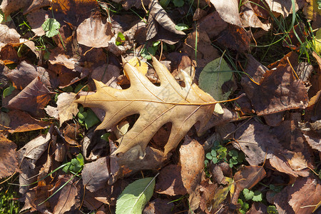 落叶中的黄色橡木叶子图片